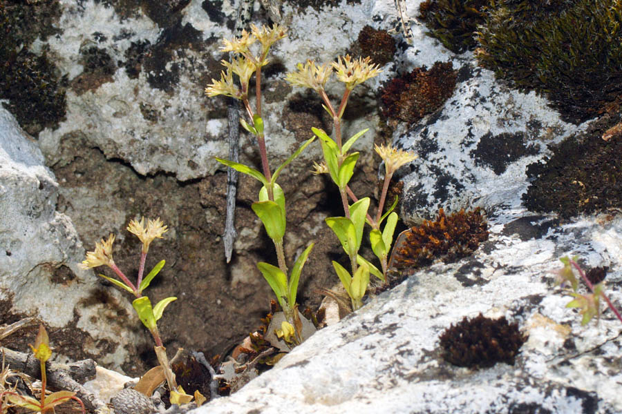 Valerianella microcarpa / Gallinella a frutto piccolo